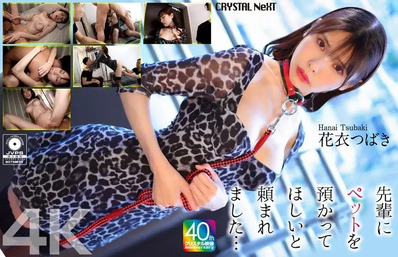 【4K】先輩にペットを預かってほしいと頼まれました… 花衣つばき (crnx00254)